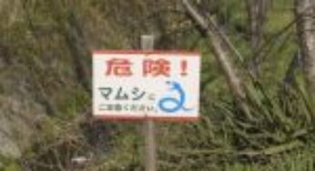 マムシに噛まれた時の対処法は？